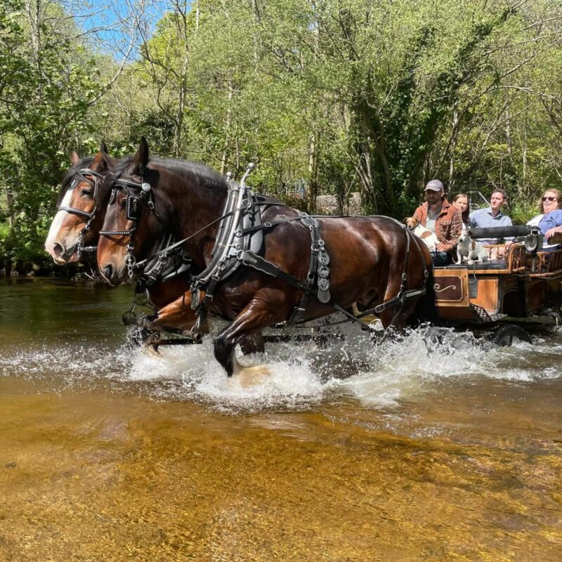 Horses pulling people along in a carriage through water