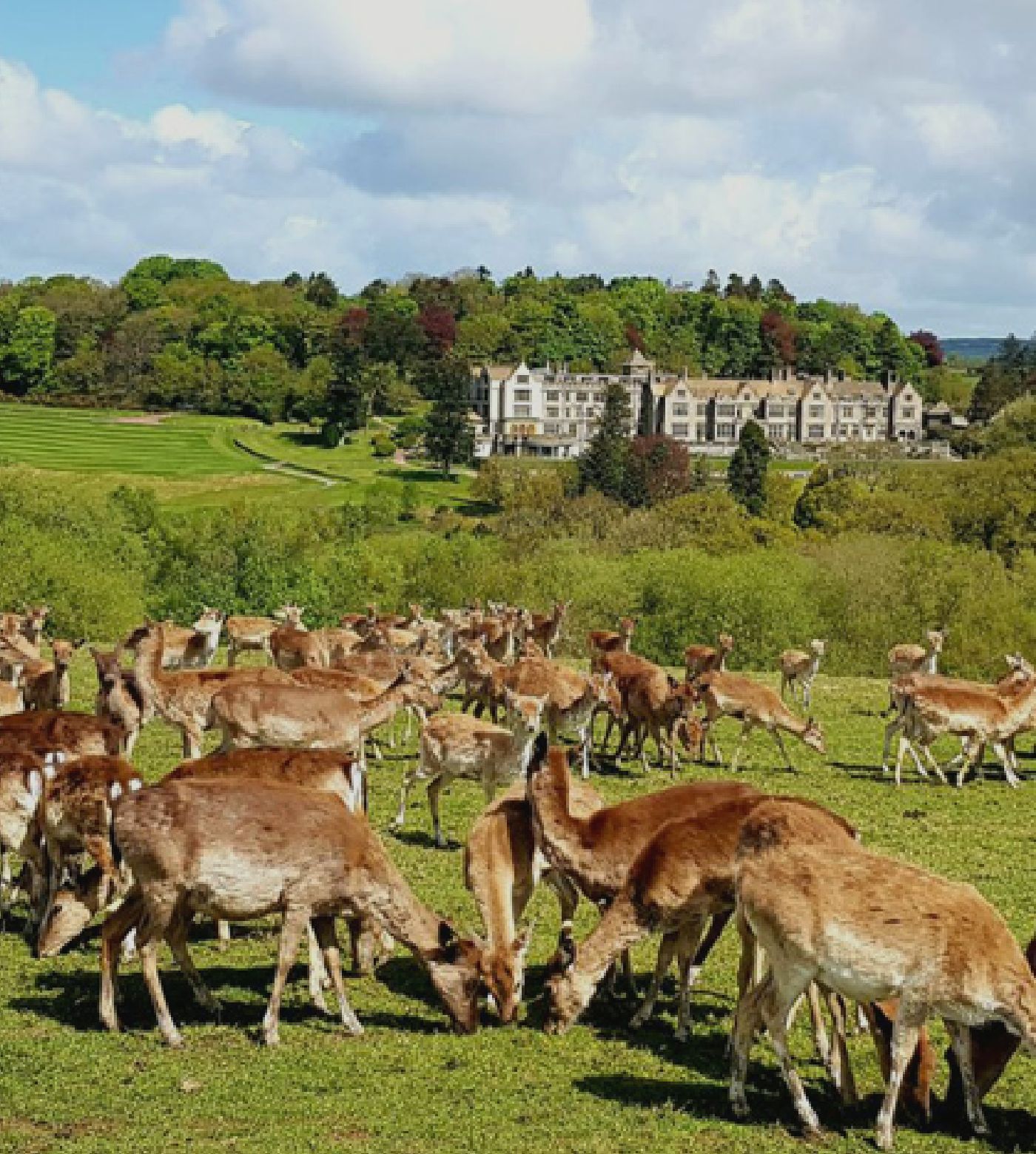 Field of deer with Bovey Castle in the background 