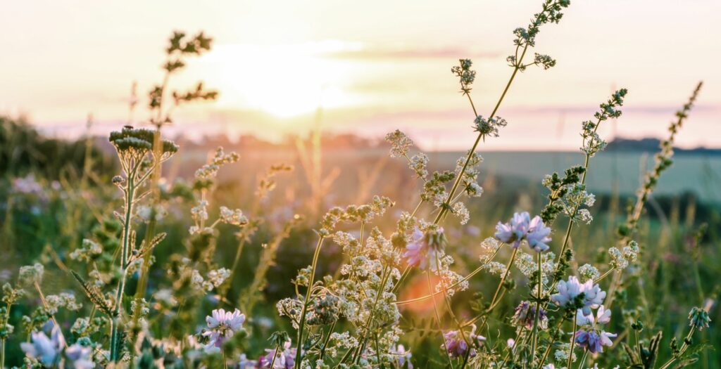 Beautiful floral field with the sun setting in the background
