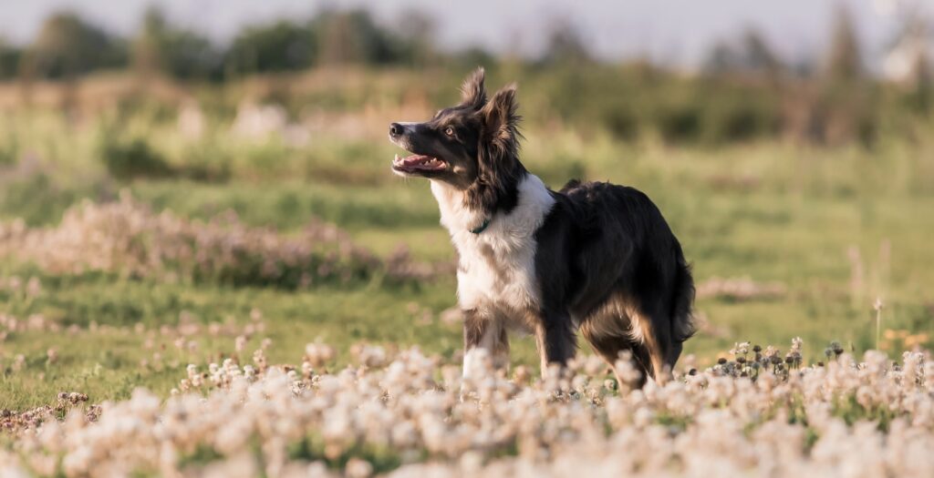 Long furred dog stands in a floral field during spring break in the uk