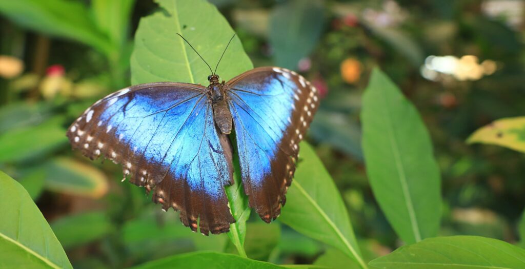 An excellent blue butterfly at Buckfast Butterfly Farm 